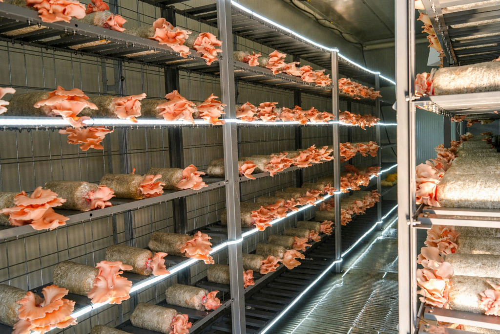 Smart Mushroom Farming