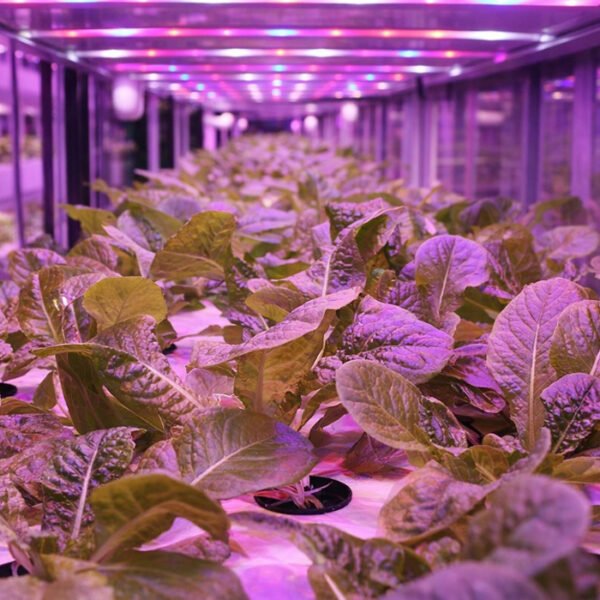 Hydroponic and Aeroponics Planting Systems