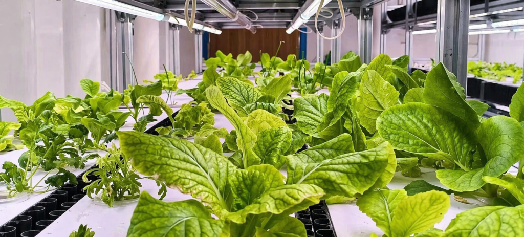 Hydroponic Growing System