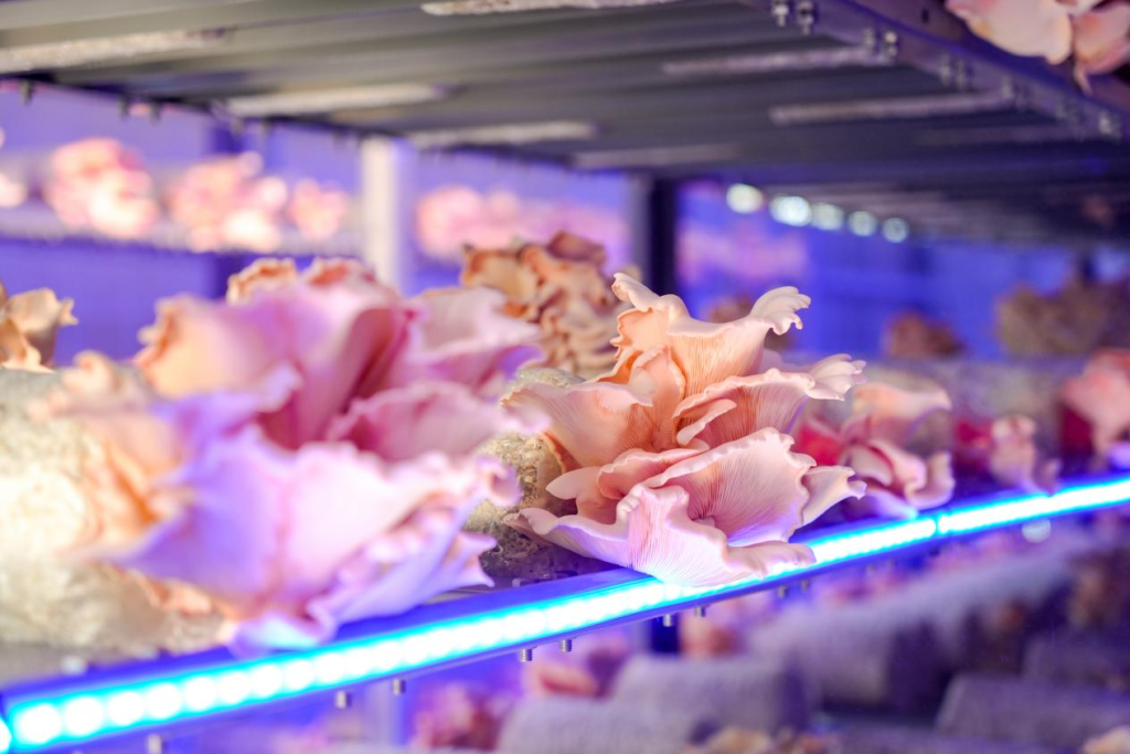 mushroom farming inside