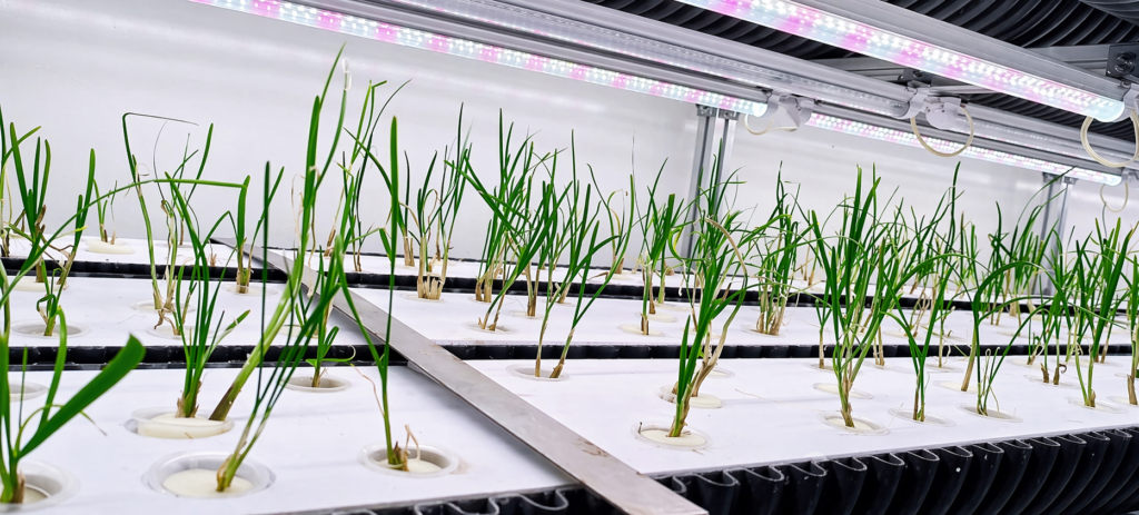 smart agri vegetabel