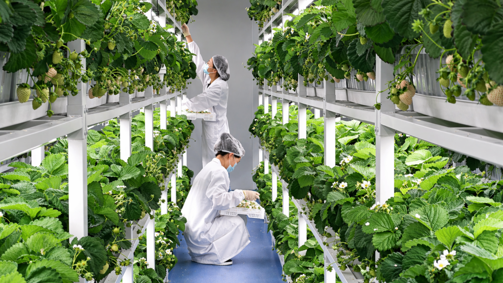 Vertical Farming