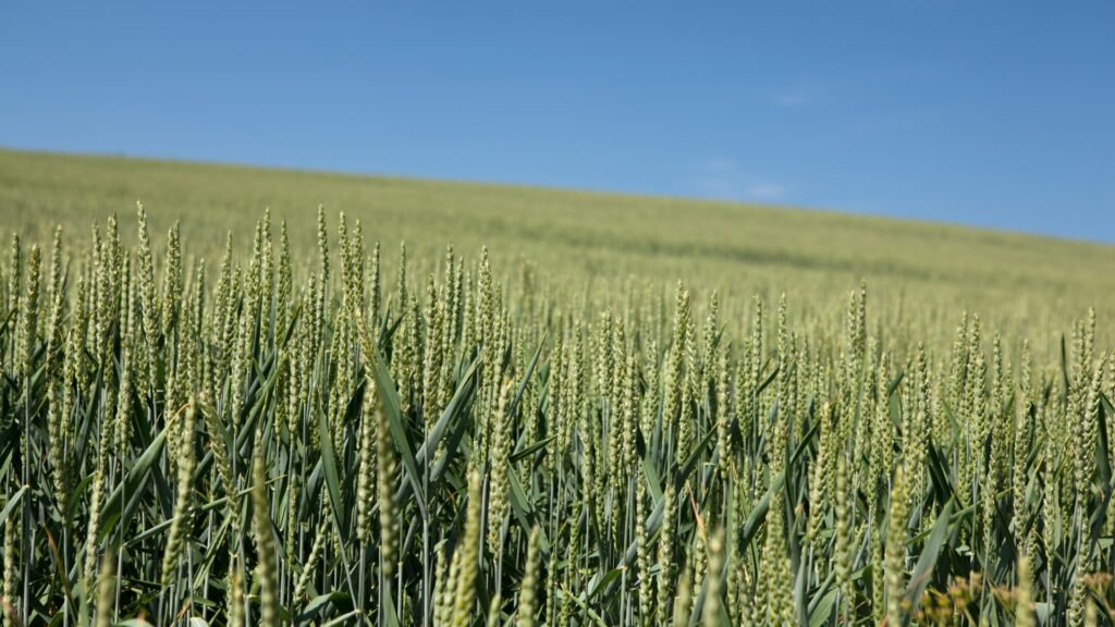 wheat