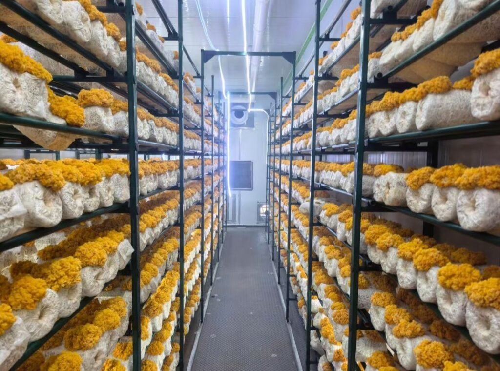 Controlled Environment Agriculture