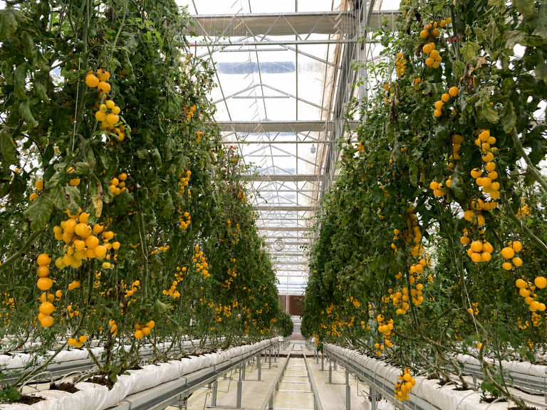 smart greenhouse tomato project