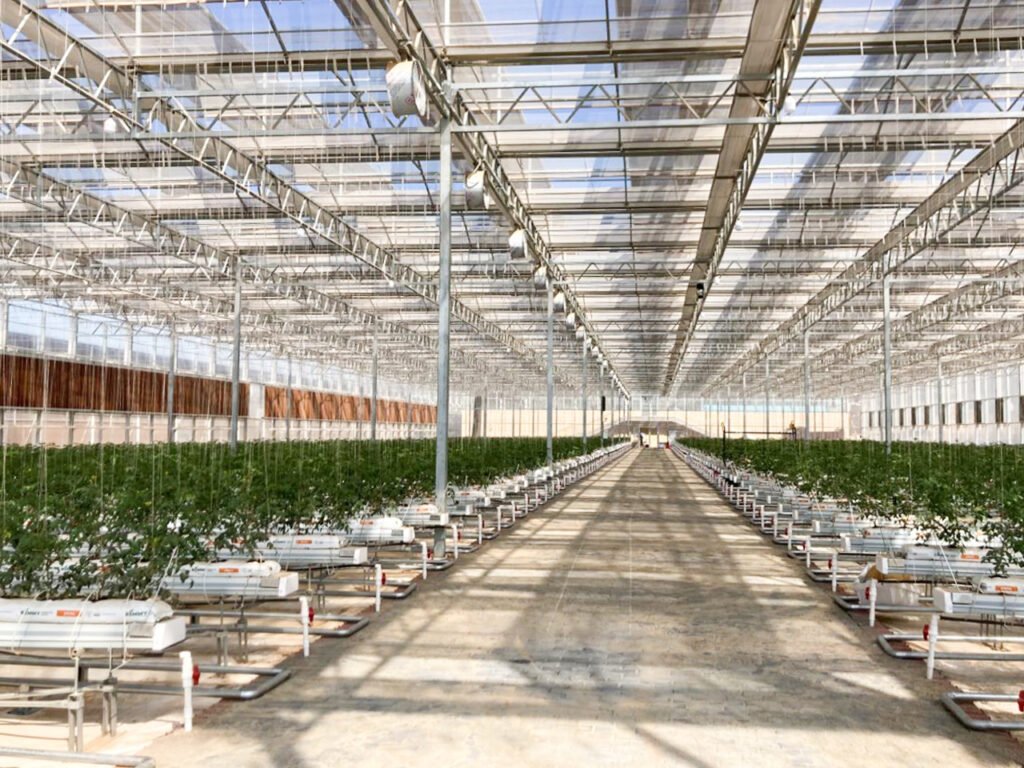 smart-greenhouse-tomato-project-jiangxi