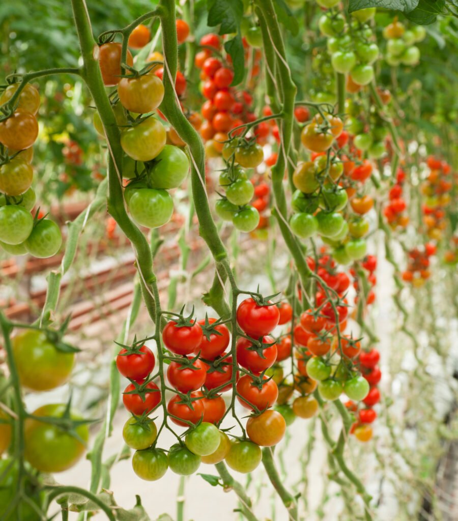 soilless-grown-specialty-tomatoes-greenhouse